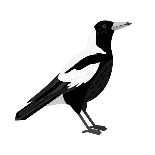 Traditional magpie. Cartoon flying bird, beautiful character of ornithology Traditional magpie. Cartoon flying bird, beautiful character of ornithology, vector illustration of crow with white feathers isolated on white background ornithology stock illustrations