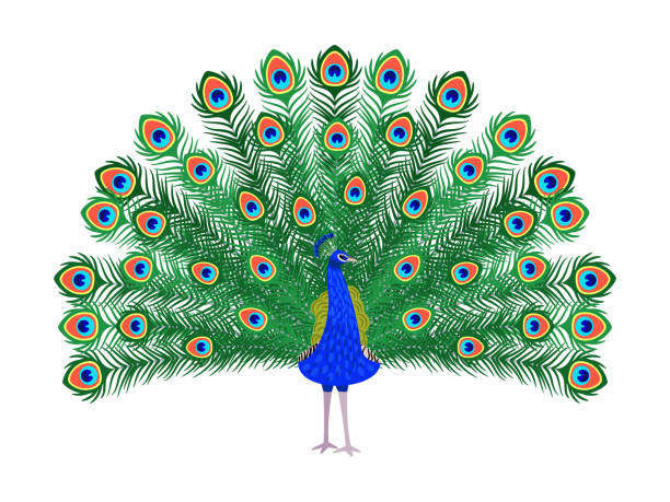 красивый павлин мультфильм птица - pattern peacock multi colored decoration stock illustrations