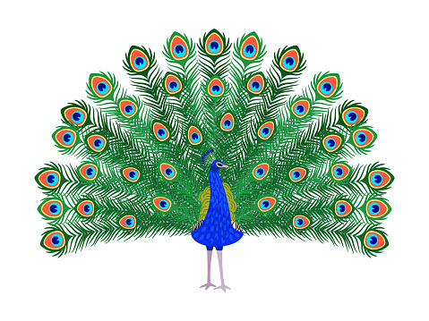 Beautiful peacock cartoon bird