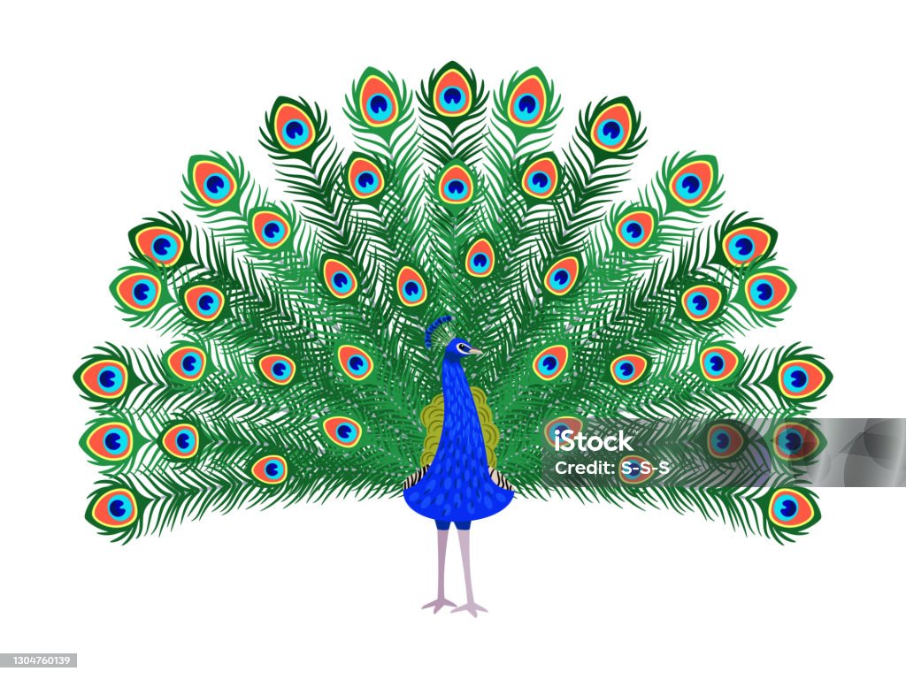 Beautiful Peacock Cartoon Bird Stock Illustration - Download Image Now -  Peacock, Peacock Feather, Illustration - iStock
