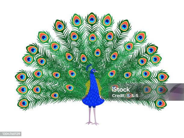 Beautiful Peacock Cartoon Bird Stock Illustration - Download Image Now -  Peacock, Peacock Feather, Illustration - iStock