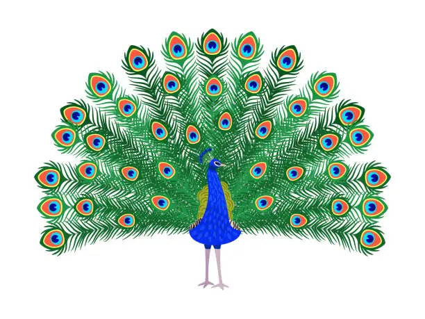 Vector illustration of Beautiful peacock cartoon bird