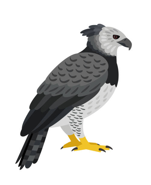 gefährlicher vogel. cartoon schöne fliegende jagd tier des himmels, grau exotischen charakter der ornithologie - harpyie stock-grafiken, -clipart, -cartoons und -symbole