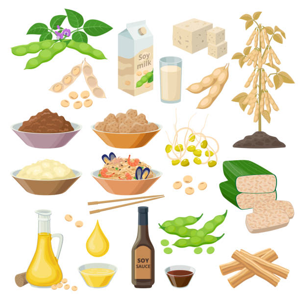 Soybean products, food from soya beans - set of vector illustrations, icons isolated on white background Soybean products, food from soya beans - set of vector illustrations, icons isolated on white background. doenjang stock illustrations