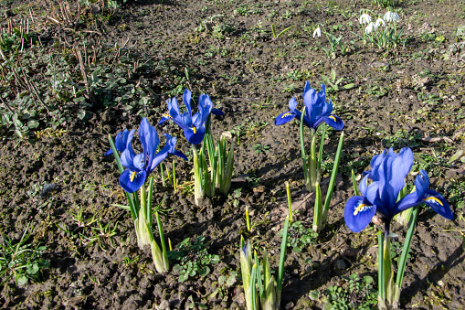 Blooming little blue iris in spring.