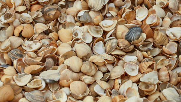 istock Seashells background close up, shallow depth of field 1304763065