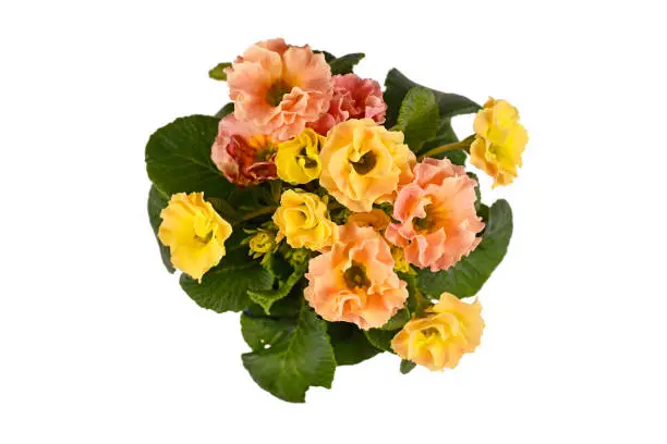 Top view of blooming yellow and pink primrose 'Primula Acaulis' springflowers isolated on white background