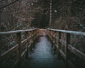 istock muddy wooden footbridge in a park with tall dense trees 1304763795