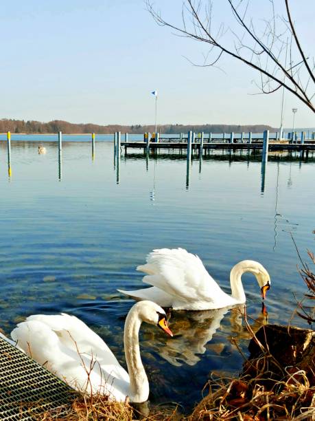 istock Swans on lake Werbellin 1304766008