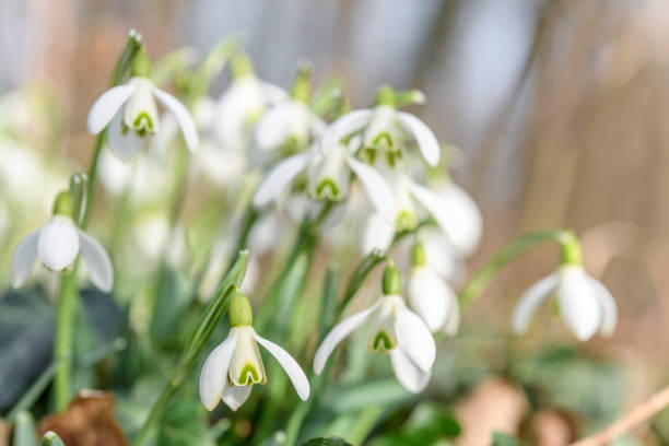 Snowdrop flower in a garden in winters in France