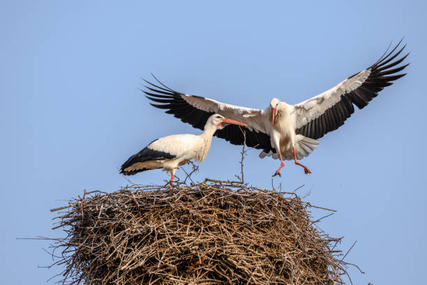 istock White stork in courtship period in early spring 1304766208