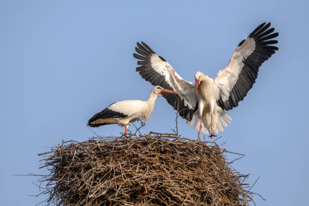 istock White stork in courtship period in early spring 1304766211