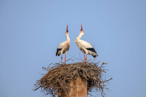 istock White stork in courtship period in early spring 1304766214