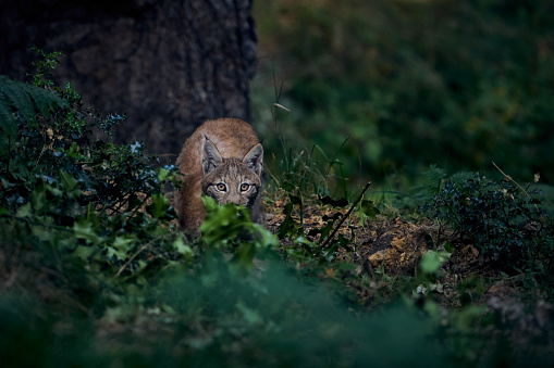 Iberian lynx hunting in the forest