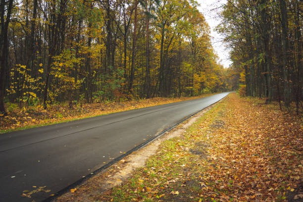istock Asphalt wet road through the autumn forest 1304767671