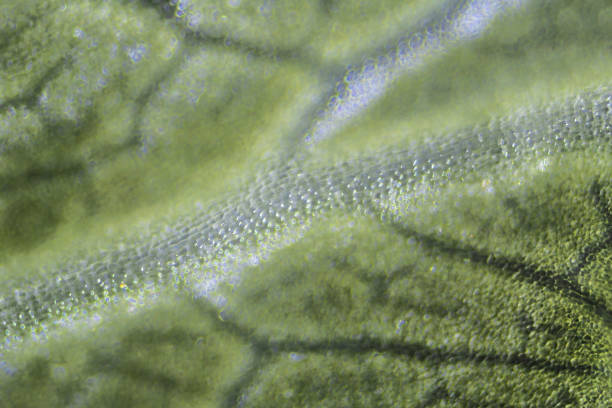 istock Green celery leaf macro under the microscope with a magnification of 100 times 1304768662