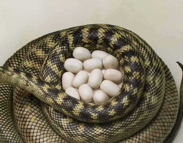 180+ Python Egg Stock Photos, Pictures & Royalty-Free Images - iStock