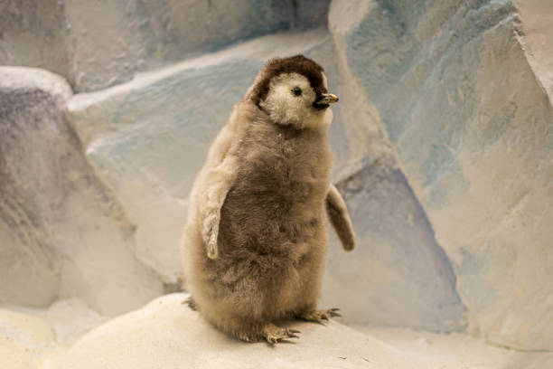a stuffed emperor penguin chick, little penguin