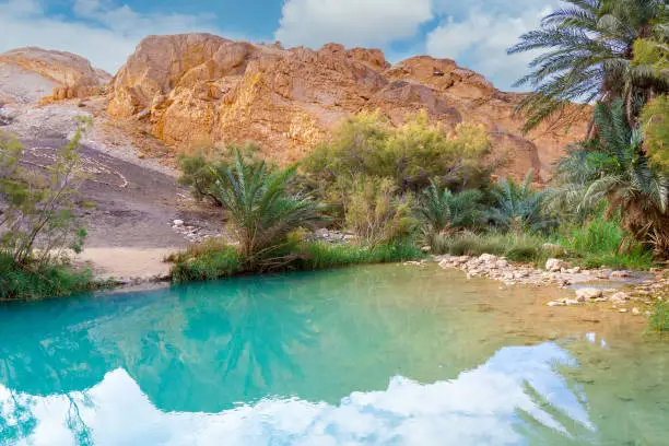 Photo of Lake in oasis at Sahara desert