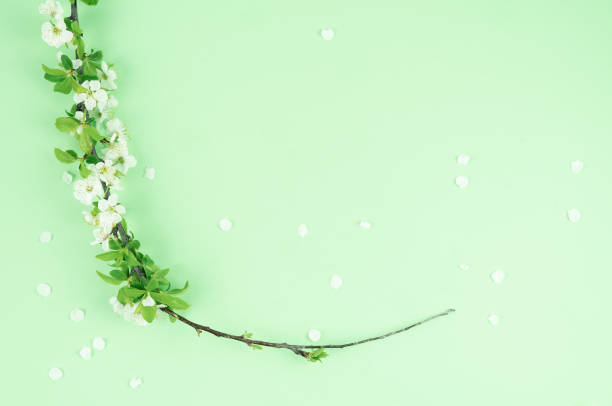 istock White plum blossoms on green background. Copy space. Spring concept. 1304769650