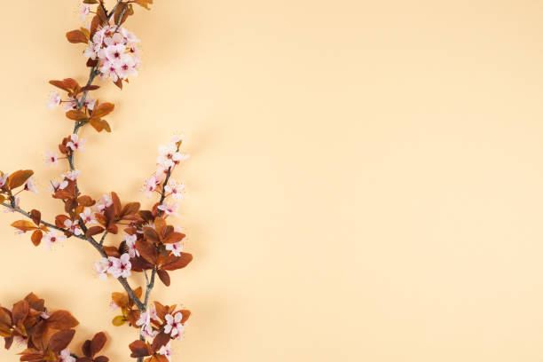 istock Plum branch with flowers on cream background. Copy space. Spring concept. Top view. 1304769667