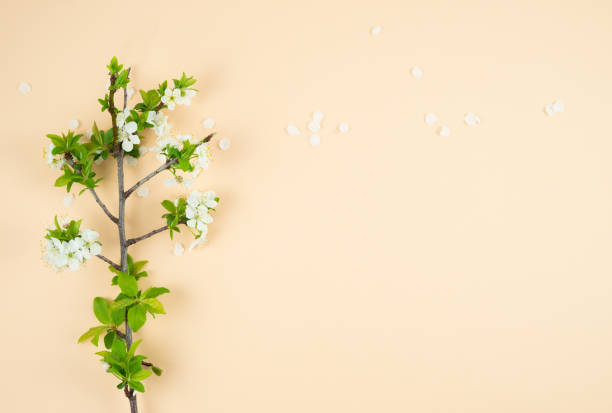 istock Plum branch with white flowers on cream background. Copy space. Spring concept. 1304769698