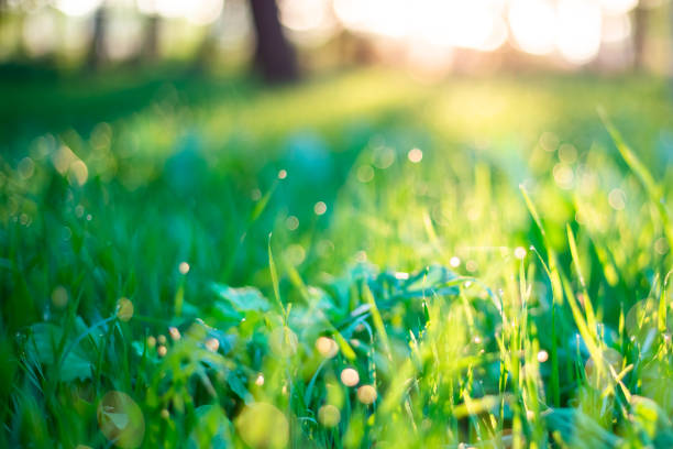 istock The sun's rays shine through the forest on meadows with young green grass with dew drops and bokeh. Defocused natural spring background 1304772171