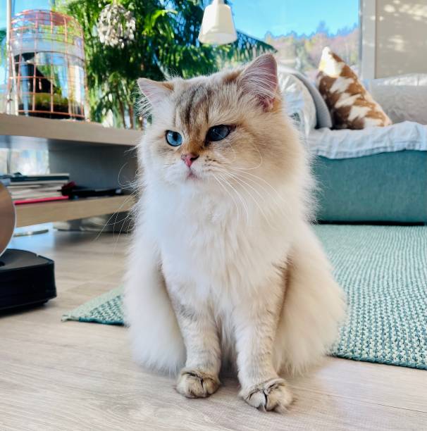 istock Mr blue eyed fluffy cat 1304773570