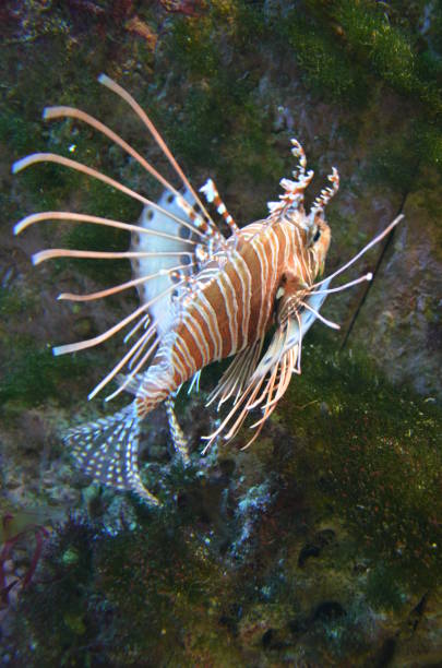 istock Tropical fish in aquarium, Frankfurt am Main (Germany) 1304773709