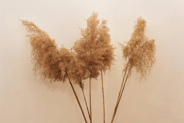 istock Reeds foliage branches bouquet on biege background 1304773735