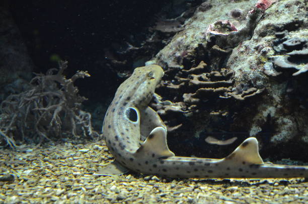 istock Tropical fish in aquarium, Frankfurt am Main (Germany) 1304773805