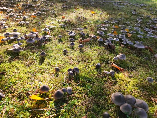 istock Gifted mushrooms 1304773863