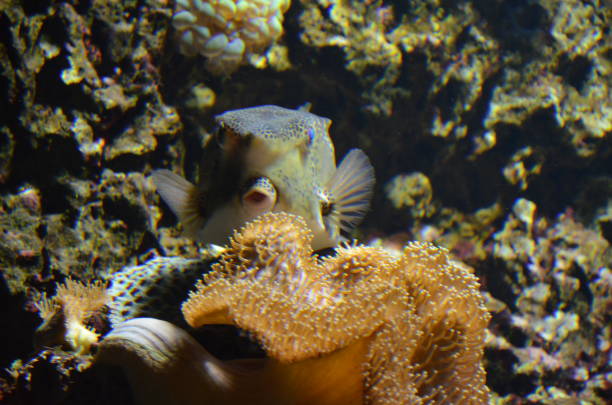 istock Tropical fish in aquarium, Frankfurt am Main (Germany) 1304773883