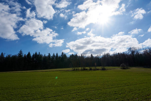 istock beautiful green landscape with forest under blue sky 1304774008