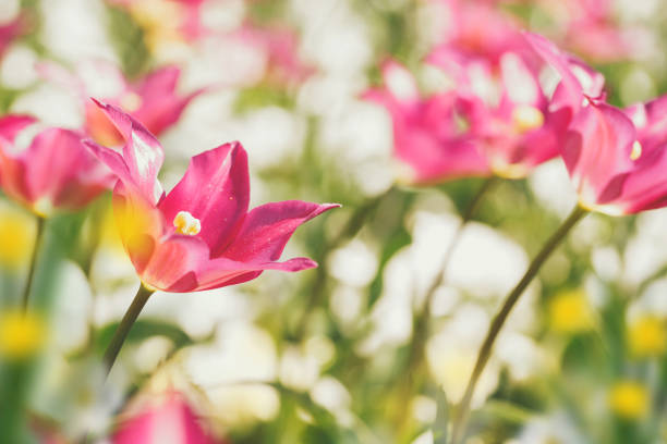 colourful Flowers