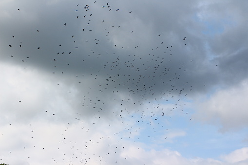 Birds in the Niendorfer Himmel