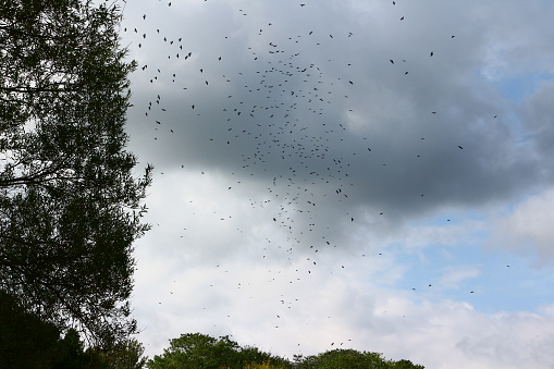 Birds in the Niendorfer Himmel