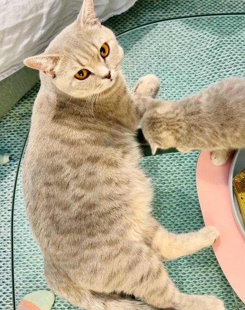 istock Mama cat and baby 1304774800