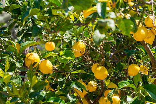 Ripe and fresh lemon on branch in nature at Mytilene, Greece