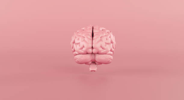 istock Human brain Anatomical Model front on pink background. 1304775043