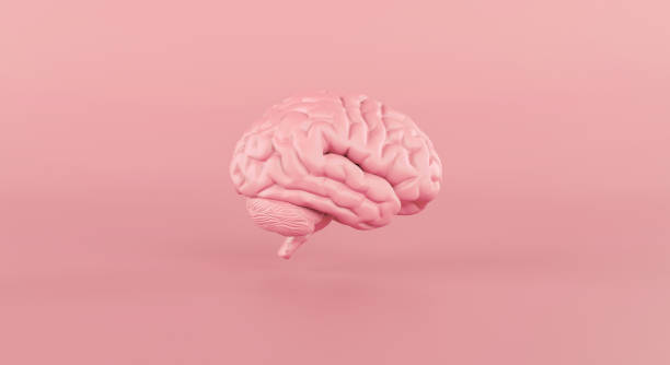istock Human brain Anatomical Model slide on pink background. 1304775048