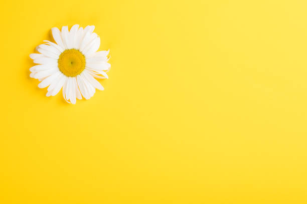 istock Chamomile on yellow paper background. 1304775276