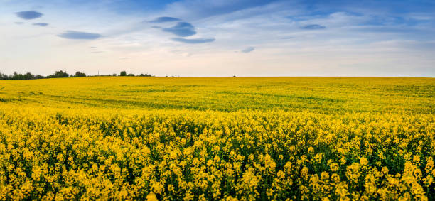 istock Panoramic view of rapeseed yellow field with blue sky and clouds 1304775278