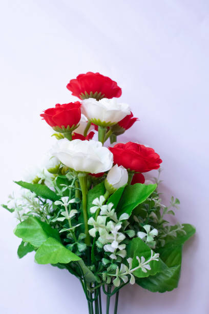 istock Beautiful red and white roses isolated on white backgrounds 1304775316