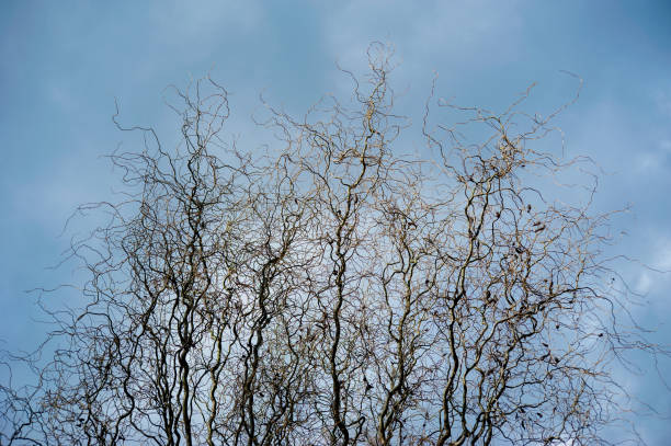 istock curly bare tree with curved branches against the blue spring sky. Corylus Avellana Contorta 1304775323