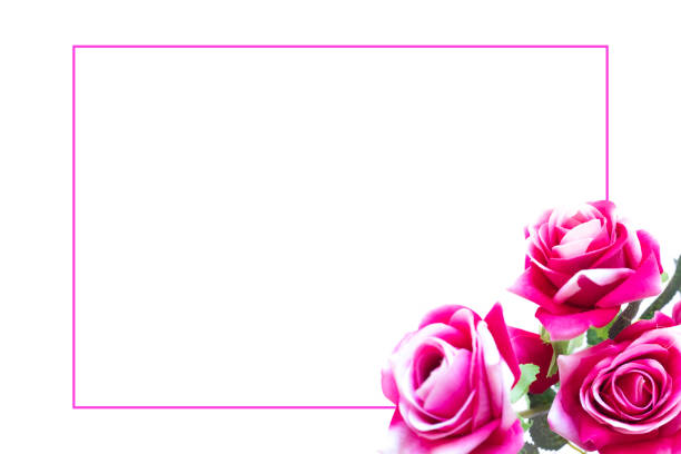 Pink rose flowers on white background. Blank frame for text, Valentines Day, Easter, Birthday, Happy Women's Day, Mother's day, Flat lay, top view, copy space