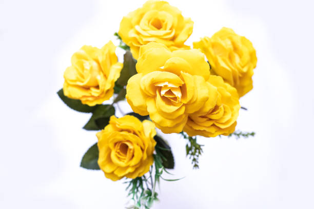 istock yellow roses isolated on white background, top view, selective focus 1304775409
