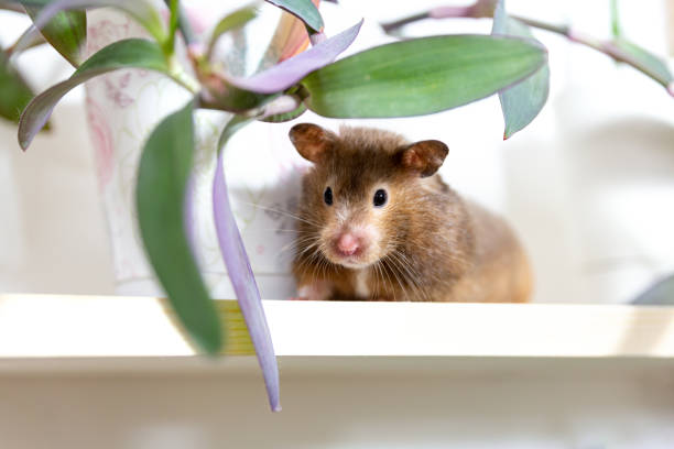 istock The hamster will hide on a shelf next to a potted houseplant. 1304776527
