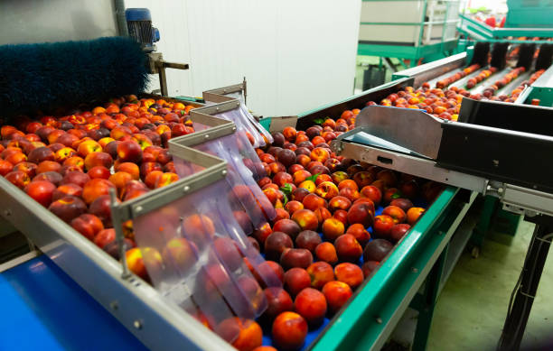 istock Washed peaches on sorting conveyor belt in fruit packing plant 1304776573