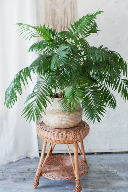 istock Areca palm in wicker basket 1304779856